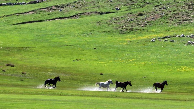 Küpe Çukurunun yılkı atları