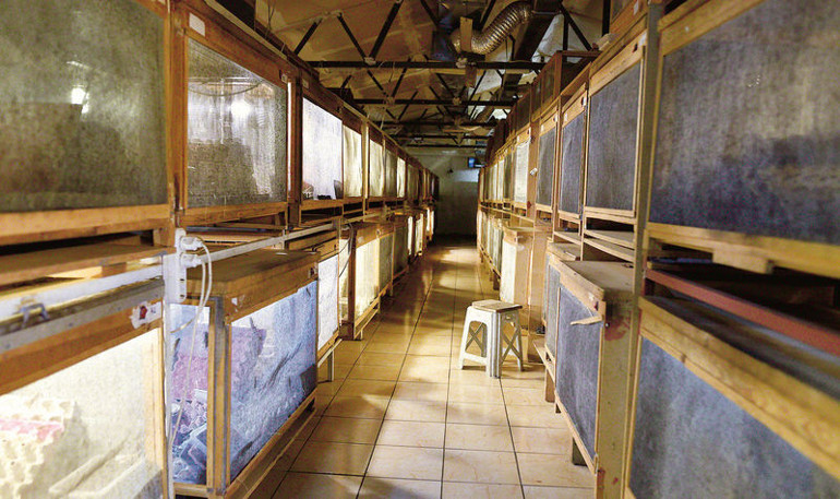 Fiyatları 50 kuruştan başlıyor, 5.5 TLye kadar çıkıyor Türkiyenin böcek çiftliği