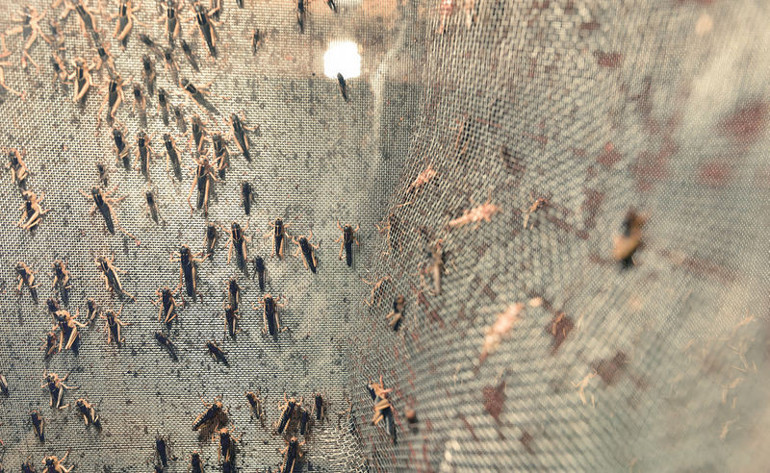 Fiyatları 50 kuruştan başlıyor, 5.5 TLye kadar çıkıyor Türkiyenin böcek çiftliği