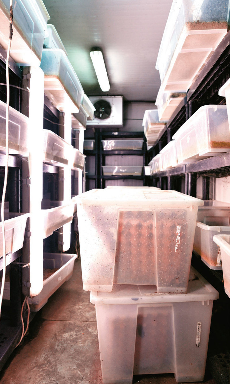 Fiyatları 50 kuruştan başlıyor, 5.5 TLye kadar çıkıyor Türkiyenin böcek çiftliği