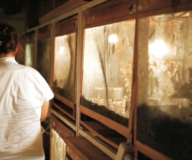 Fiyatları 50 kuruştan başlıyor, 5.5 TLye kadar çıkıyor Türkiyenin böcek çiftliği