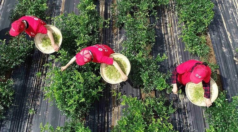 Şifa dağıtan asma çayı: Moyeam