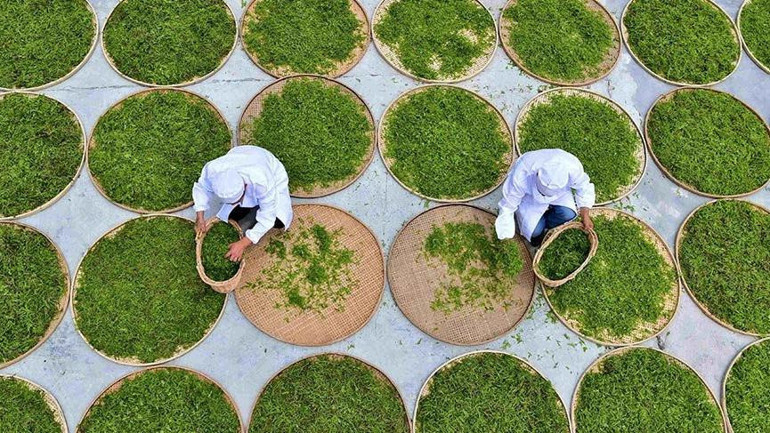Şifa dağıtan asma çayı: Moyeam