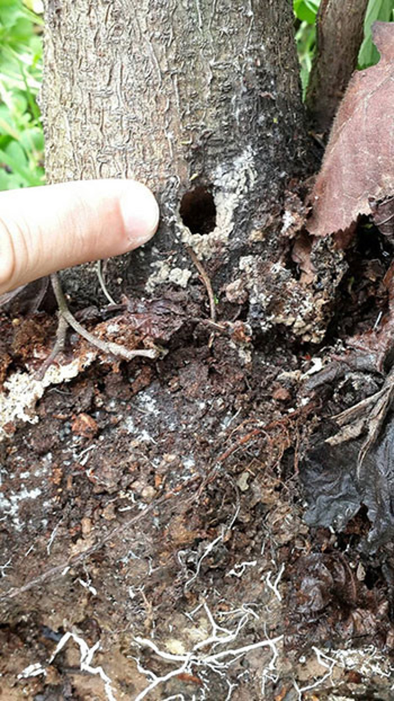 Trabzonun kâbusu olmuştu Çözüm bulundu