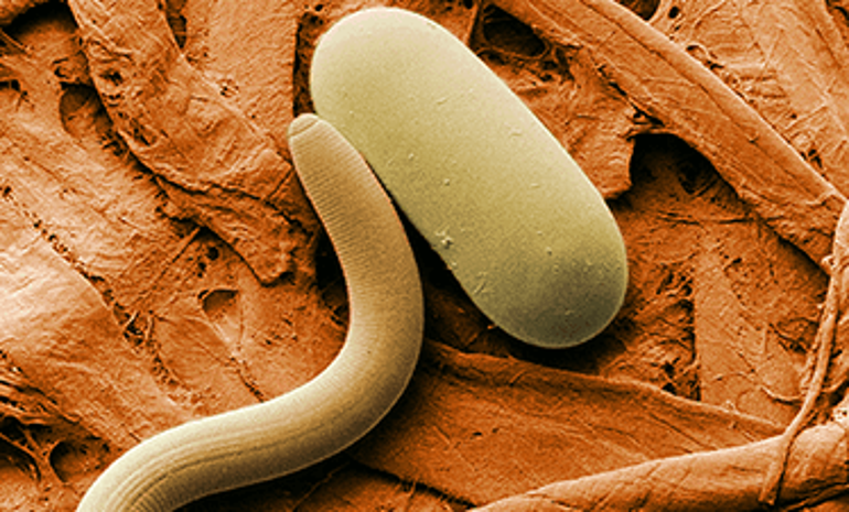 Donmuş yuvarlak solucanlar on binlerce yıl sonra tekrar canlandı