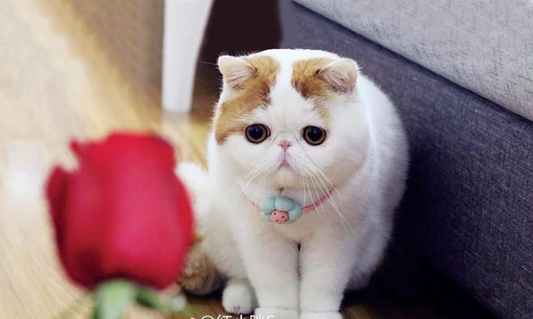 Tırmıklarıyla kazandılar