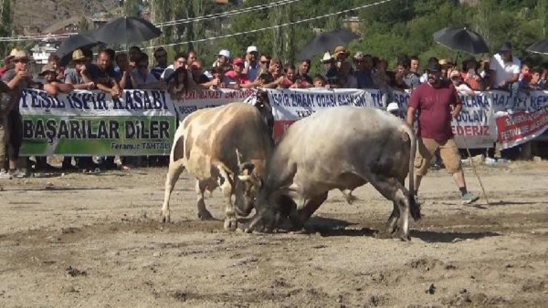 Boğa güreşi sırasında ortalık fena karıştı