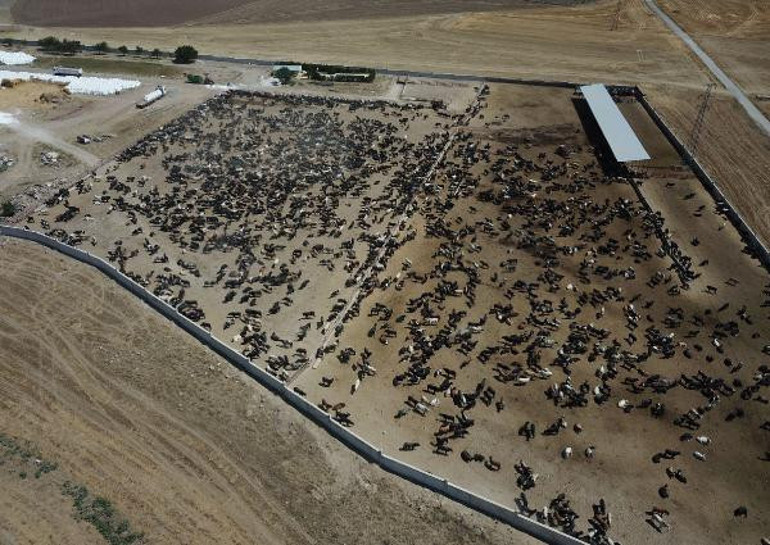 O çiftliğin yakınlarında olanları büyük korku kapladı