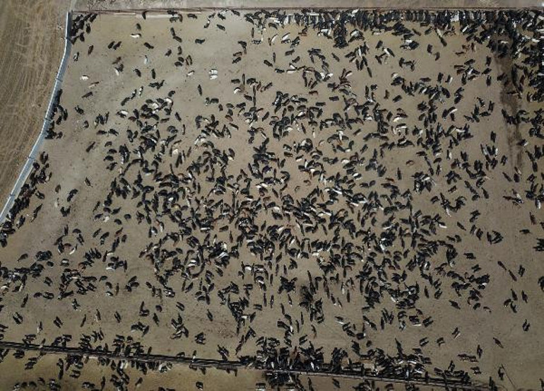 O çiftliğin yakınlarında olanları büyük korku kapladı