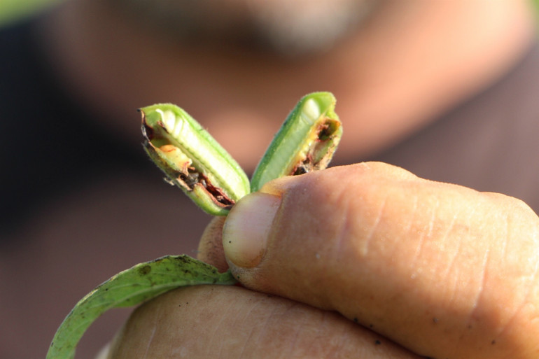 Hiçbir ilaç öldüremiyor İstila ettiler