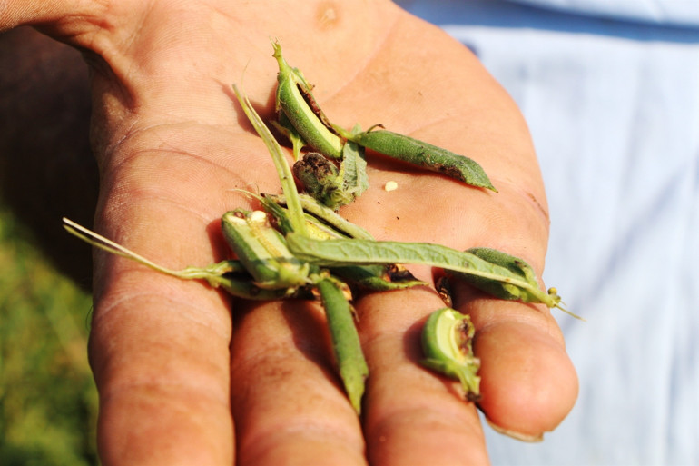 Hiçbir ilaç öldüremiyor İstila ettiler