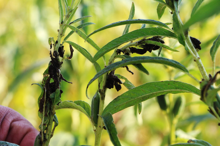 Hiçbir ilaç öldüremiyor İstila ettiler