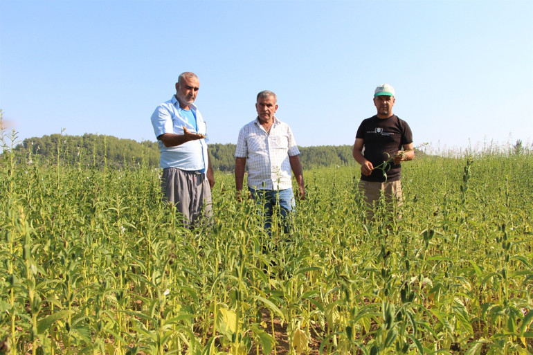Hiçbir ilaç öldüremiyor İstila ettiler