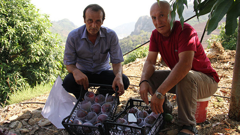 Alanya’da mango hasadı başladı