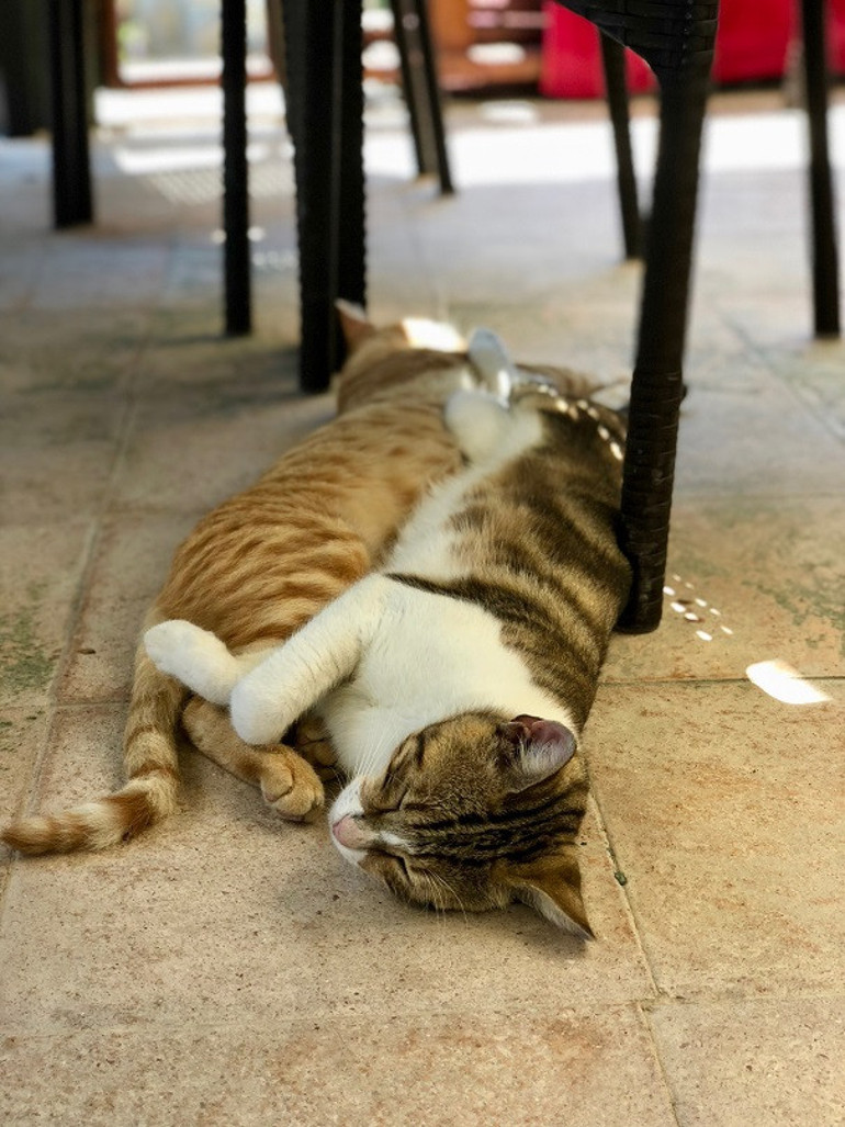 Gözyaşıyla gelen mutluluk: Dalyan