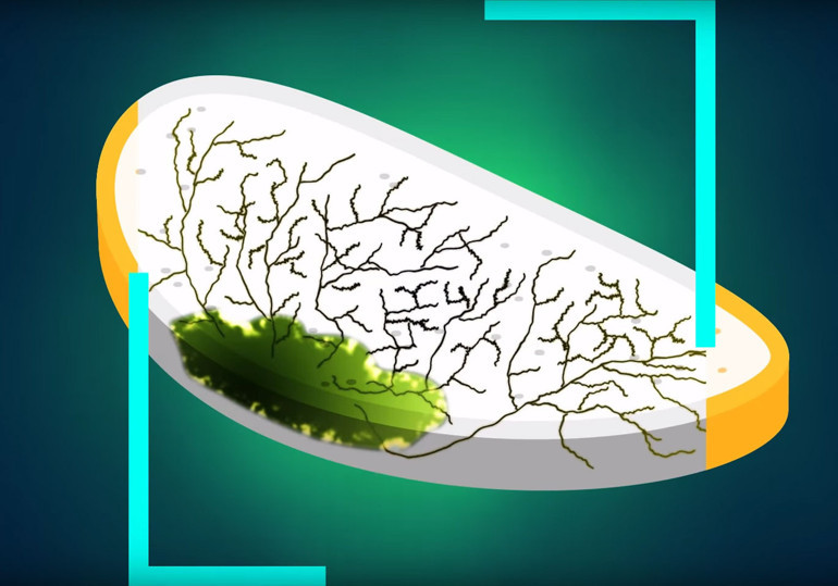 Ekmeğin küflü yerini koparıp gerisini yiyorsanız büyük tehlikede olabilirsiniz