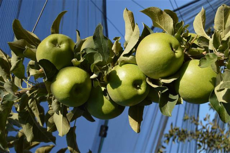 ‘Organik elma’ya yabancı ilgisi