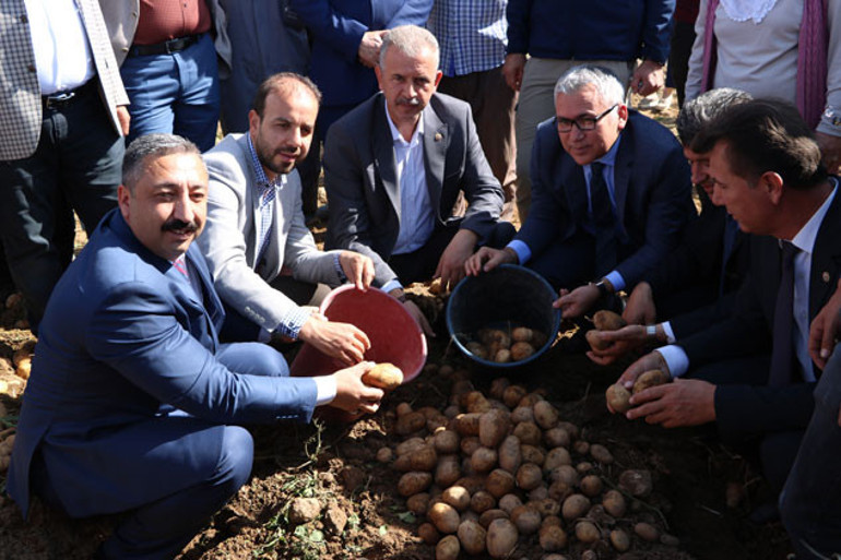 Yerli patatesler hasat edildi