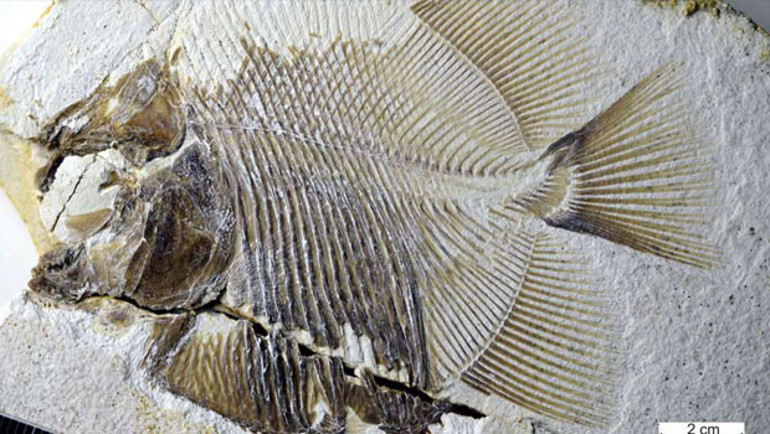 Almanya’da bulundu 150 milyon yaşında