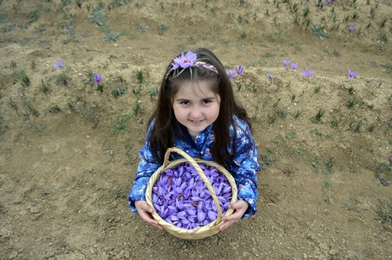 Karabükte ikinci Safran Festivali