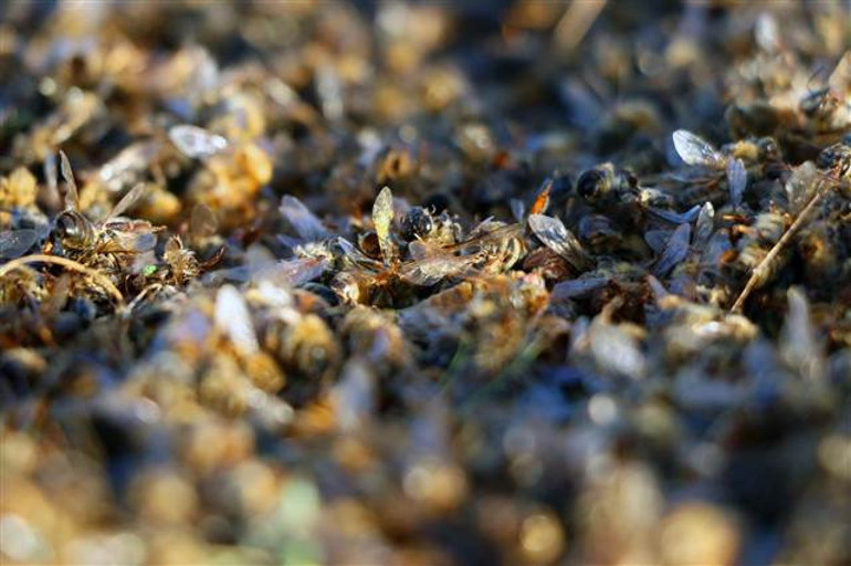 Türkiyede arı ölümleri arttı