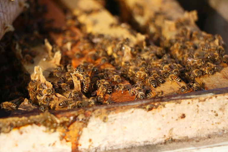 Türkiyede arı ölümleri arttı