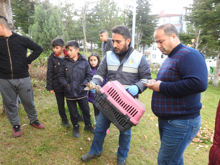 Vicdansızlık Patileri kesilmiş halde bulundu