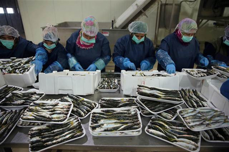 Türkiyeden 64 ülkeye balık ihracatı