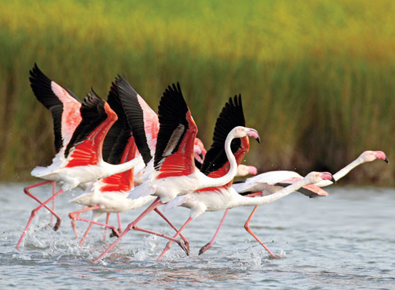 Doğanın dört zaferi