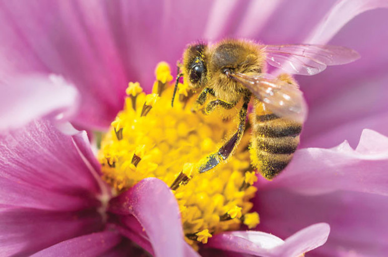 Doğanın dört zaferi