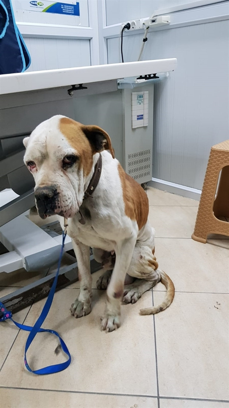 Kitap ayraçlarının geliri sokak köpeklerine gitti