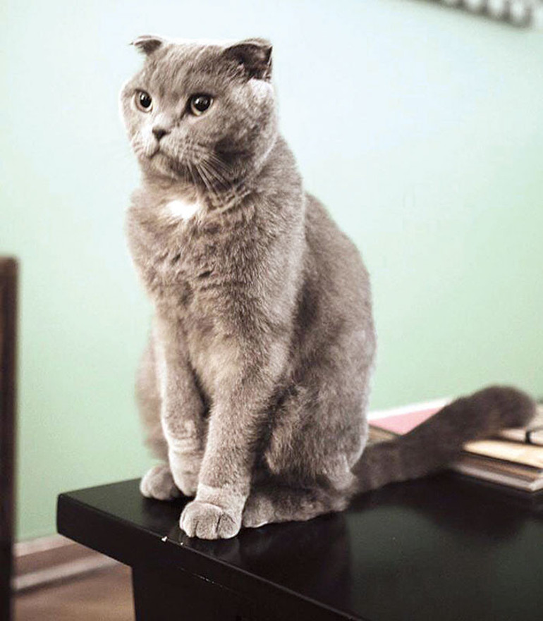 İsmet Paşa da bıyık kestirmeye meraklıymış