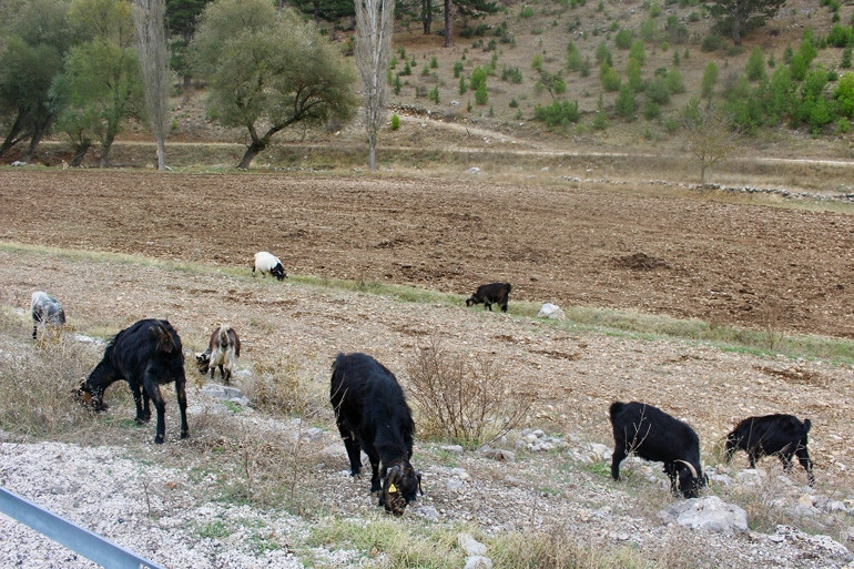 Torosların ışıldayan kenti: Sagalassos