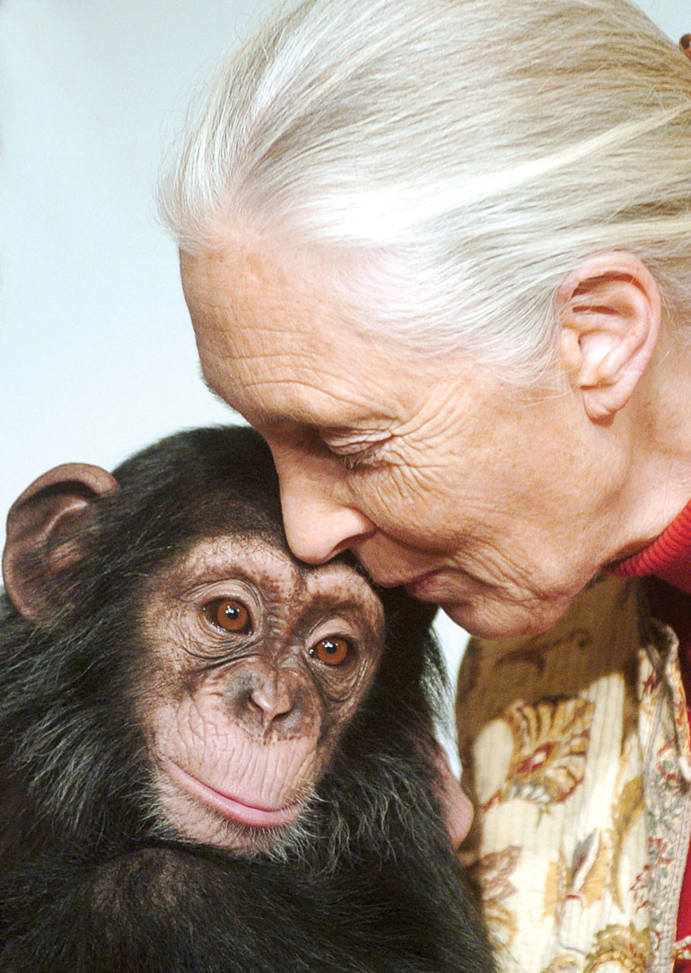 Erkek politikacı erkek maymunu taklit ediyor