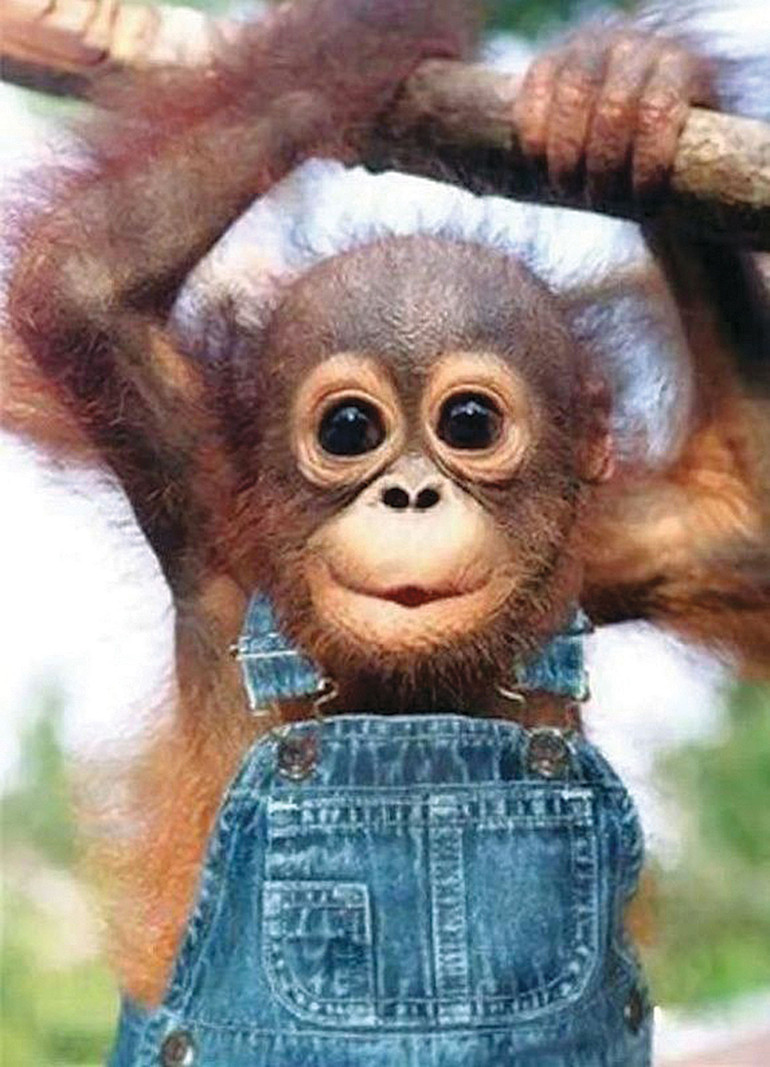 Erkek politikacı erkek maymunu taklit ediyor