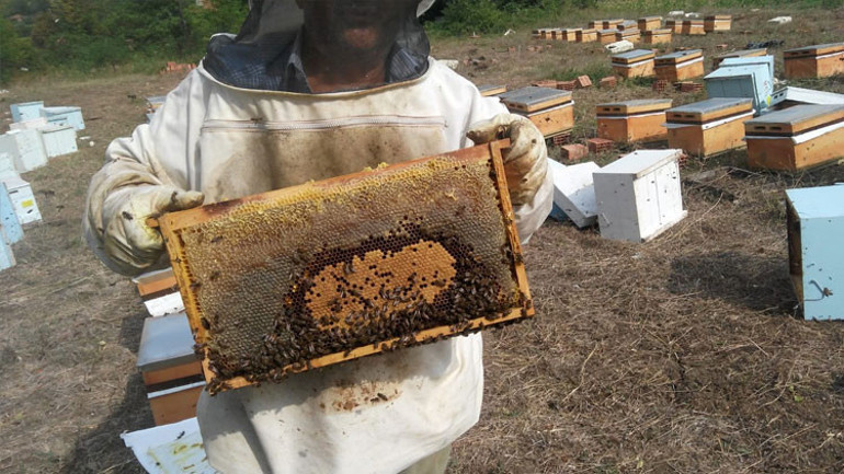 Türkiye’ye Avrupa’dan geldi 2 milyon kovanı yok etti…