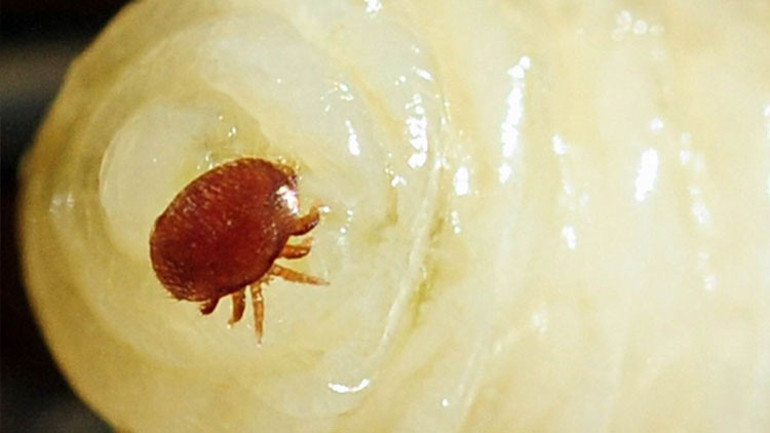 Türkiye’ye Avrupa’dan geldi 2 milyon kovanı yok etti…