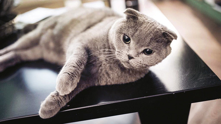 Milas’ın ilkesizini takdimimdir