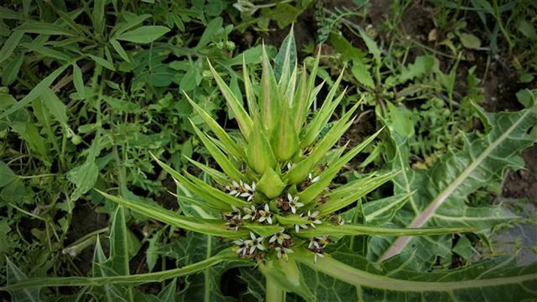 Yeni bir bitki türü keşfedildi