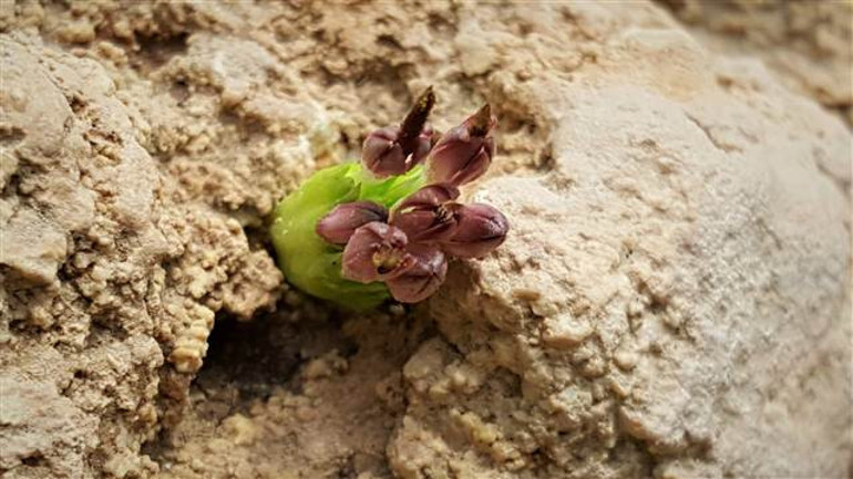 Yeni bir bitki türü keşfedildi