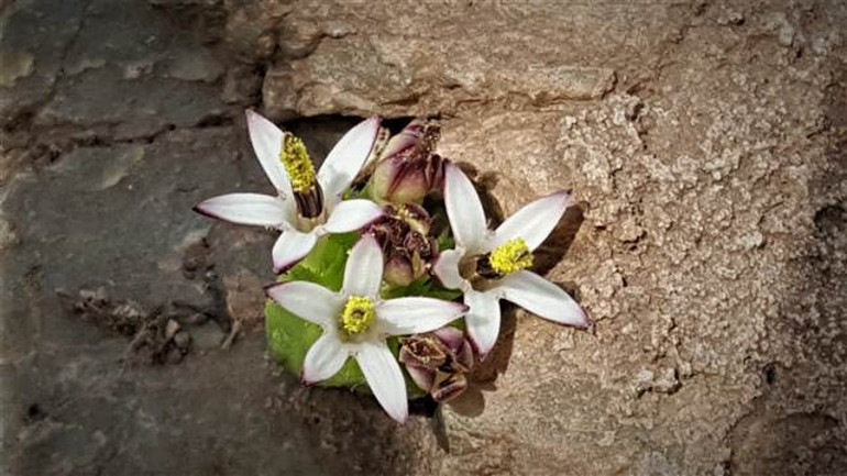 Yeni bir bitki türü keşfedildi