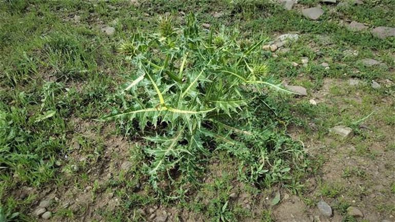 Yeni bir bitki türü keşfedildi