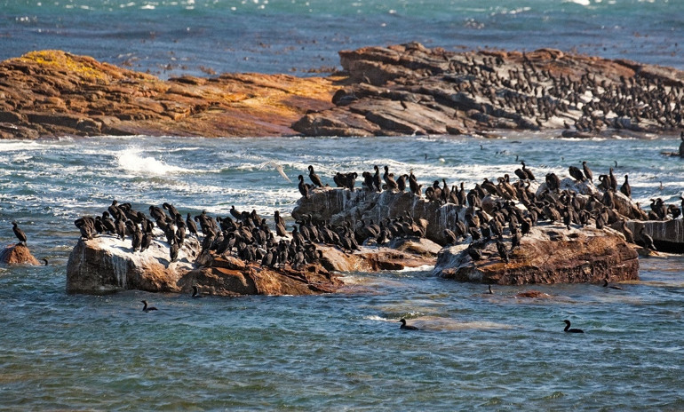 Sincap, penguen, fok Balığı eşliğinde Cape Yarımadası