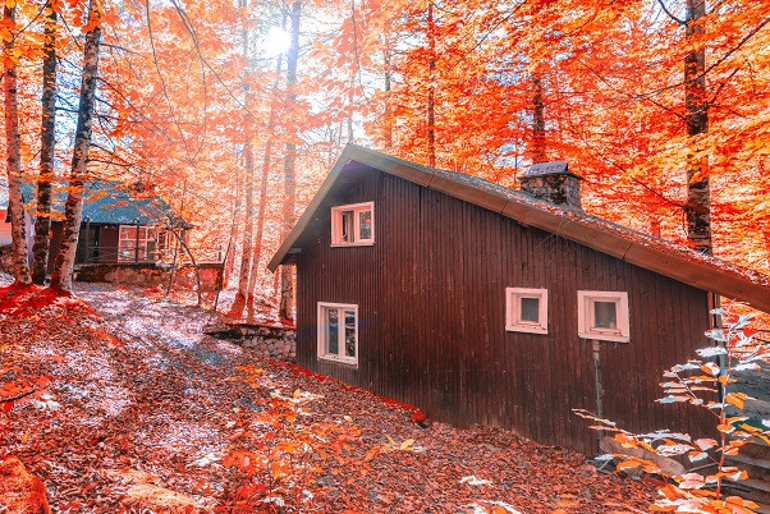 Türkiyenin orman varlığı 22,6 milyon hektarı geçti