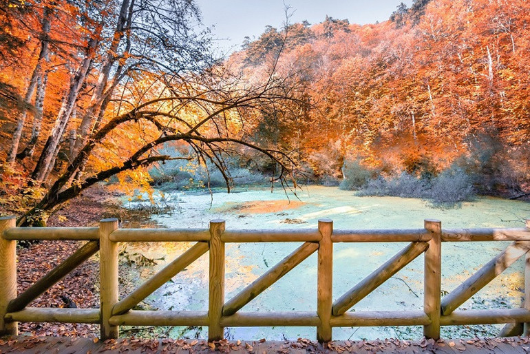 Türkiyenin orman varlığı 22,6 milyon hektarı geçti