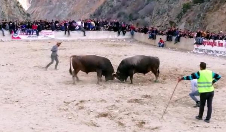 Erzurumda boğa güreşi izlerken öldü