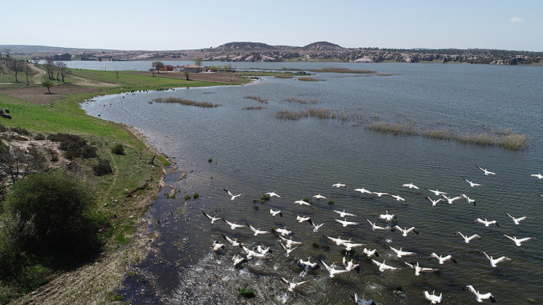 Frigyanın yeni konukları pelikanlar