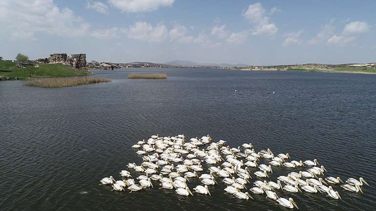 Frigyanın yeni konukları pelikanlar