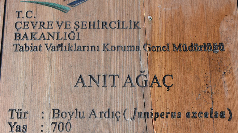 Güründe 703 yıllık anıt ağaç