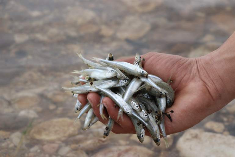 Kayseriden çıkarılıyor Avrupaya ihraç ediliyor